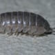 Armadillidiidae, pillbugs, order: Isopoda