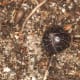 Armadillidium vulgare Latreille, 1804, Søborg, Denmark, 28 June 2015