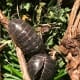 Two dark gray A. Vulgare adults. One is currently rolled in a ball, aka a defensive posture known as conglobation. Found in southeastern U.S.