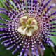 The blooming passionflower