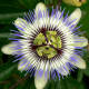 P. x violacea