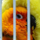 Store mascot bird