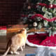 christmas-reflection