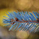 Giant fir leaf