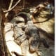 Crocodiles