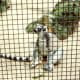 Ring-tailed lemur from Madagascar