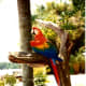 We were greeted by this beautiful parrot.