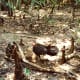 A turkey uses its legs to kick up twigs, leaves, etc. to create a huge pile which helps keep their eggs warm. "Nature's natural composter"