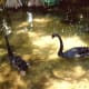 Swans