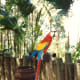 This parrot also did tricks