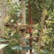 Scarlet Ibis birds and others up in a tree