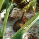 Patagonian Cavie from South America. Comes from the guinea pig family, and they roam the island freely.