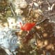 Scarlet Ibis