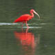 florida-vacation-walt-disney-world-discovery-island