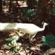 White peacock