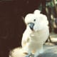 White cockatoo