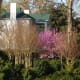 Springtime is especially beautiful, with redbuds, dogwoods and bridal wreath