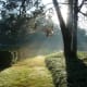 Boxwoods after a sumer shower