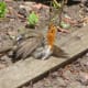 The Robin: a Favourite on Christmas Cards