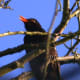Blackbird sings for his supper