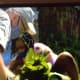 Neighbors are working diligently gardening in Chicago to improve black areas. Both black and white work together.