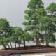 The Bonsai Collection at the Botanic Garden was intriguing. This looked like a little forest but it is actually bonsai trees. One within the collection was over 1,000 years old.