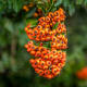 Macro flora by RD Honde. Nikon 24.0 - 120mm Lens at 86mm, f/4, 1/640 sec, ISO 800.