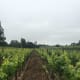 Early morning clouds over the Napa side of the Los Carneros AVA