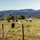 Cows grazing