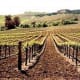 Vineyards in Carneros
