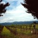 Wild mustard growing in the vineyards