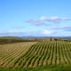 The view from Domaine Carneros