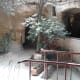 the-forestiere-underground-gardens-of-fresno