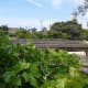 the-forestiere-underground-gardens-of-fresno
