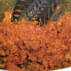 Brown the veggies in the pan