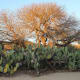 Lots of cactus on the grounds of the mission!