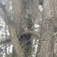 Up close photo of our backyard squirrel.