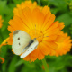 Calendula