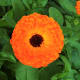 Pot Marigold