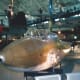 The last remaining Ki-45 at the Udvar-Hazy Center, Dulles IAP, VA, December 15, 2003.