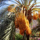 Clusters of dates on a date palm tree