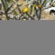 Cholla Cactus in bloom with yellow flowers