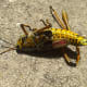 A Locust not a Grasshopper