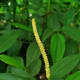 Piper nigrum, Piperaceae, Black Pepper, inflorescence.