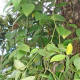 Photograph taken at the Jardin des parfums et des épices, Saint-Philippe, Réunion Island.