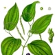 Peppercorn: the plant and fruit stages of maturity.