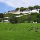 Geese below the fort