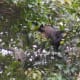 I was able to capture this incredible photo of a Howler monkey with my digital camera. Its ability to zoom in far exceeds any iPhone.