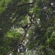 Spider monkey in Costa Rica's Sensoria Rainforest.