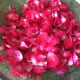 Draining washed rose petals.